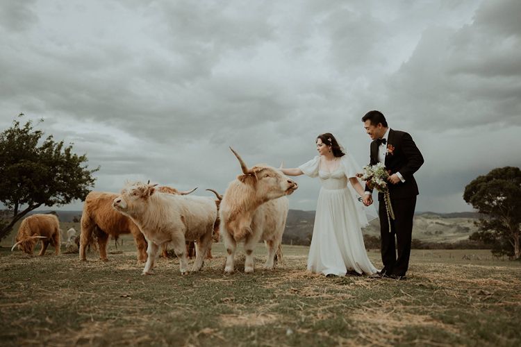 HIghland Cows with Bride & Groom at Seclusions Blue Mountains